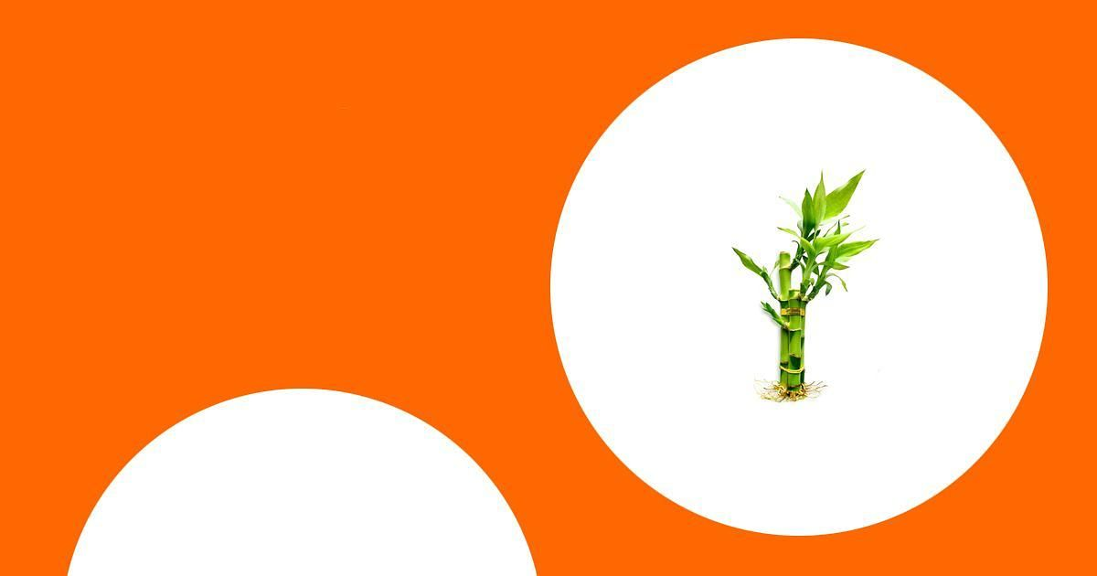 5 Lucky Bamboo Arrangements to Brighten Your Home This Season